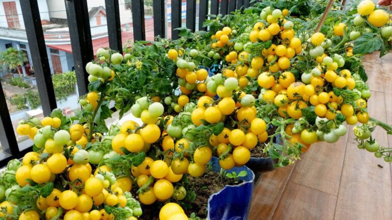 Cette méthode simple transforme votre balcon en un jardin de tomates juteuses…