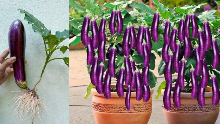 Cette méthode surprenante transforme des œufs en arbres à aubergines…