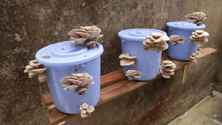 Cette méthode surprenante permet de récolter des champignons à l&rsquo;infini…