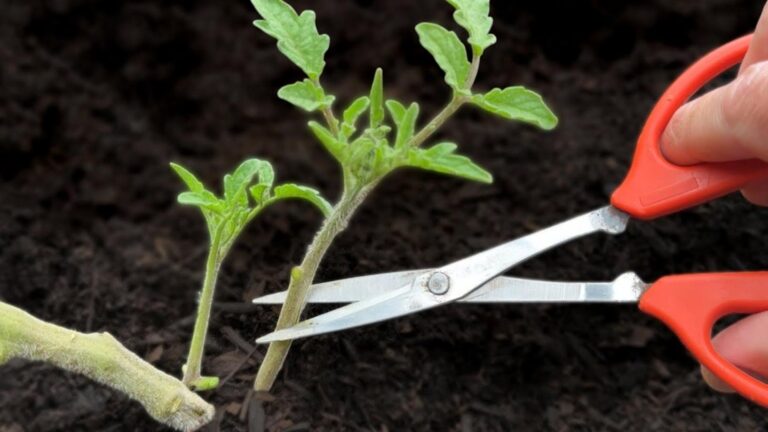 Cette méthode secrète pour des tomates géantes en un temps record…