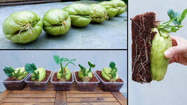 Cette astuce surprenante transforme un fruit du supermarché en plant abondant…
