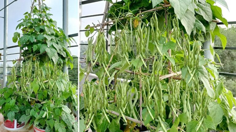 Cette astuce simple transforme votre balcon en un jardin luxuriant de légumes délicieux…