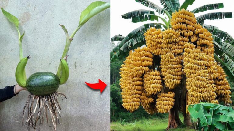Cette méthode va transformer votre bananier en un arbre exceptionnel…