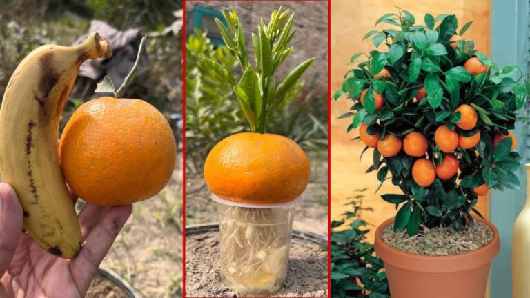 Cette méthode surprenante transforme vos pelouses en vergers d&rsquo;orangers en un rien de