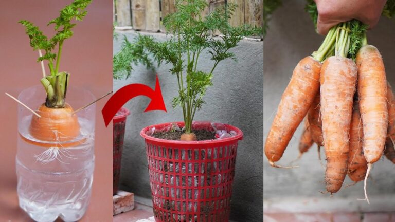 Cette méthode étonnante pour faire repousser des carottes à partir de tiges est à découvrir…