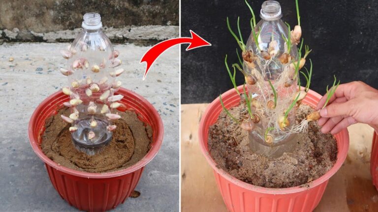 Cette astuce simple transforme des bouteilles en un jardin exceptionnel de garlic…
