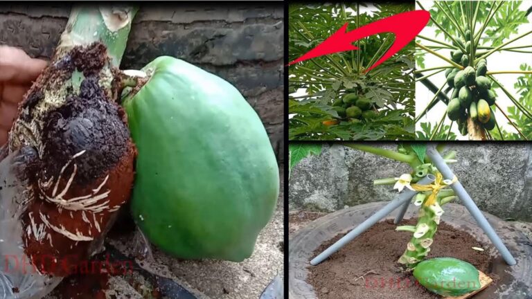 Cette méthode simple transforme votre potager avec des papayers nains…