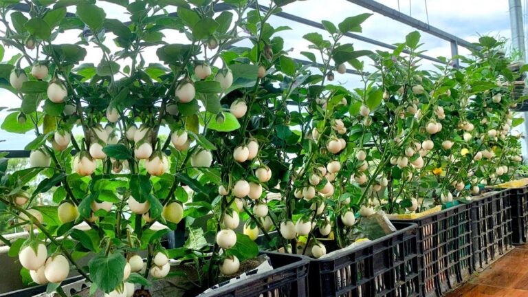 Cette méthode étonnante transforme votre cuisine en jardin, découvrez comment…