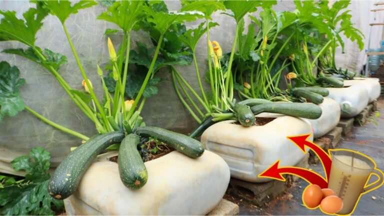 Une idée toute simple pour faire pousser des courges géantes avec du lait et des œufs…