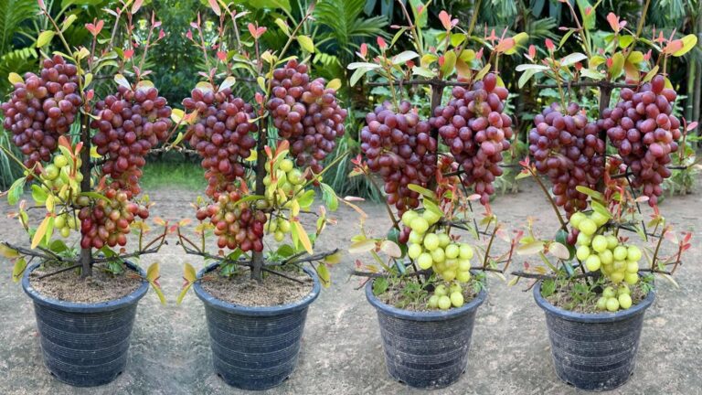 Cette astuce méconnue pour greffer des vignes booste votre récolte…