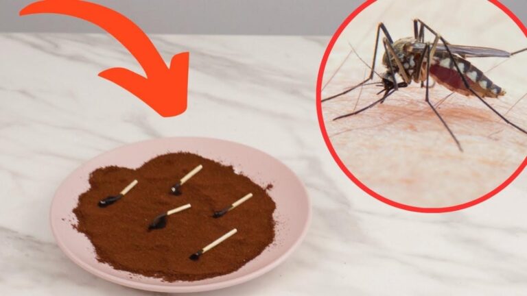 Cette astuce surprenante fait disparaître les moustiques en un instant…