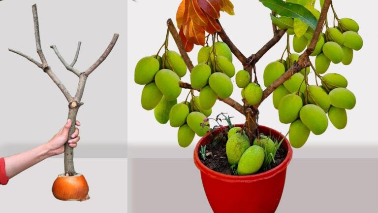 Beaucoup ignorent que cette astuce avec des oignons booste la croissance des manguiers…