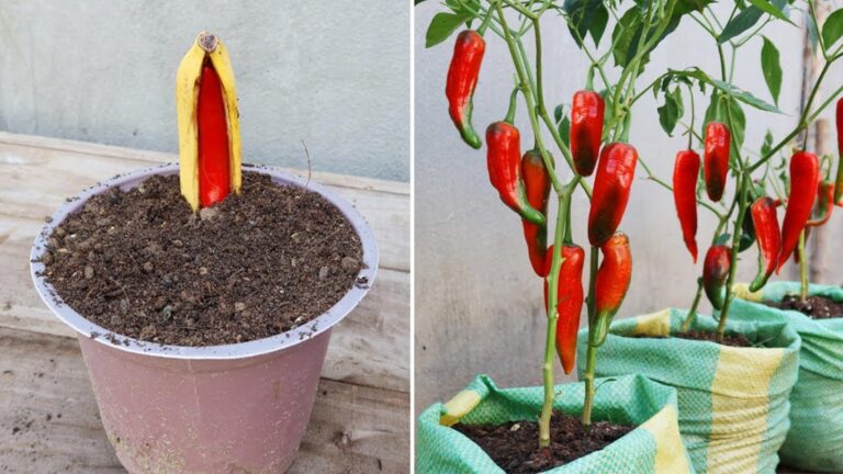 Cette méthode surprenante pour faire pousser des piments dans des bananes à découvrir…