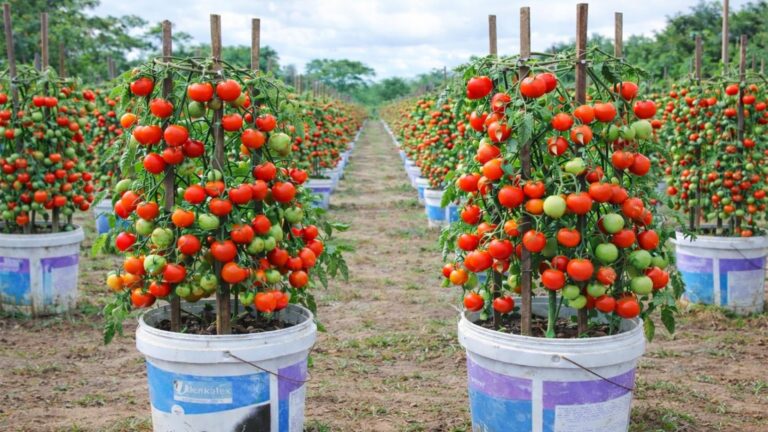 Cette méthode secrète permet de récolter des tomates juteuses toute l&rsquo;année…
