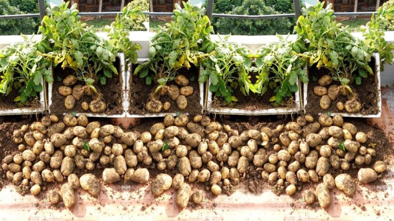 Beaucoup ignorent que ce geste simple pourrait multiplier vos récoltes de pommes de terre…