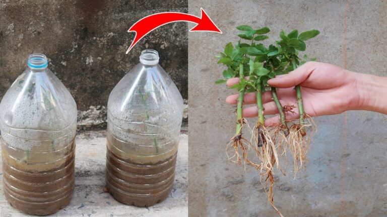 Cette méthode surprenante transforme des boutures de roses en fleurs éclatantes…