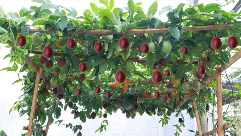 Cette astuce simple transforme votre balcon en paradis du fruit de la passion…