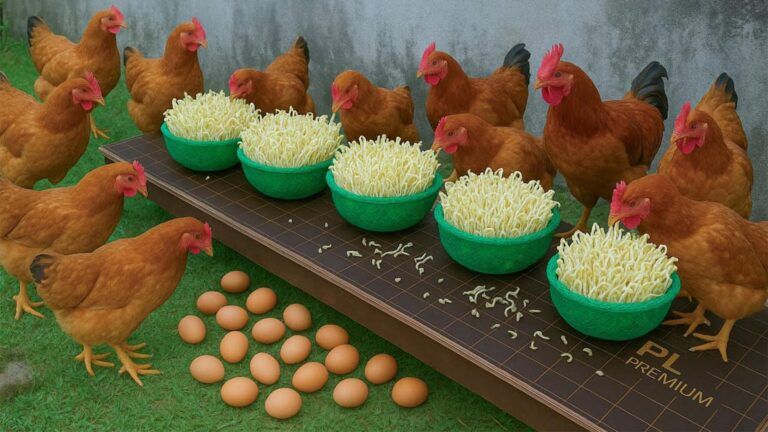 Cette méthode étonnante transforme vos restes en nourriture délicieuse pour vos poules…