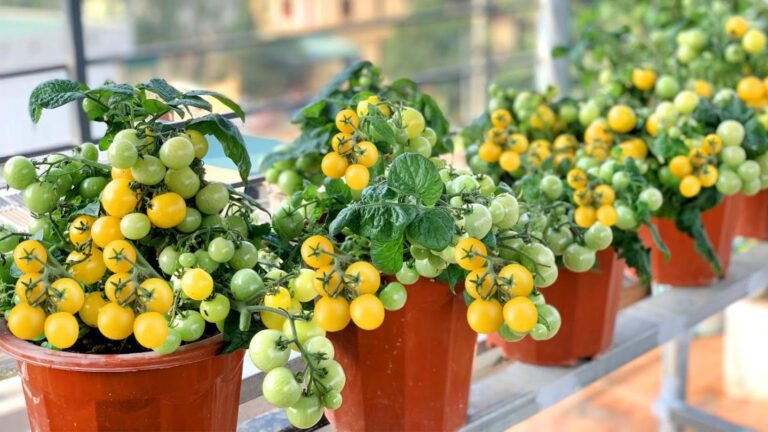 Cette méthode facile transforme votre jardin en un verger de tomates…