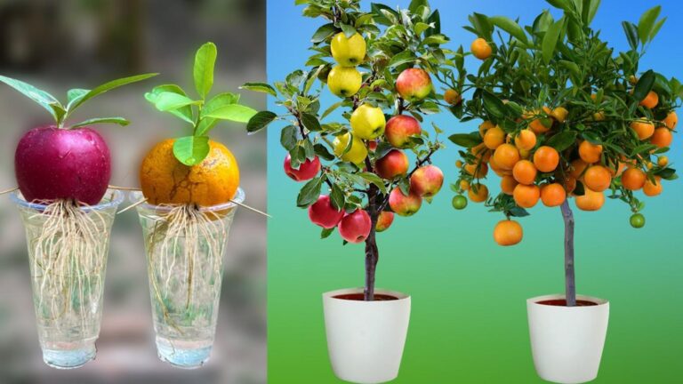 Cette méthode surprenante transforme des pommes et des oranges en arbres splendides…