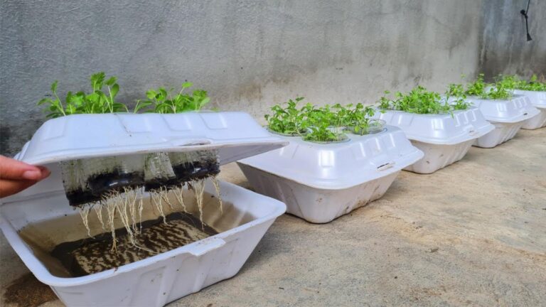 Cette méthode simple transforme votre boîte de polystyrène en un potager de coriandre…