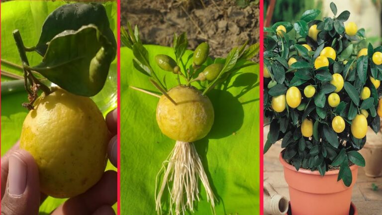 Cultivez 5 citrons chez vous avec cette méthode facile et 100% réussie !
