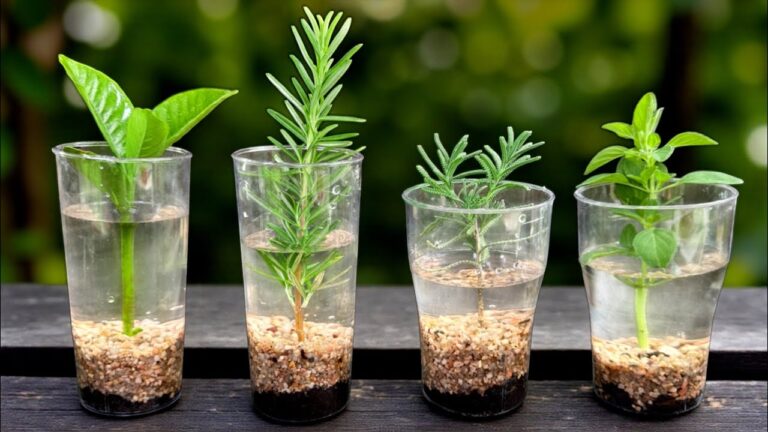 5 astuces pour accélérer l’enracinement des plantes en eau facilement