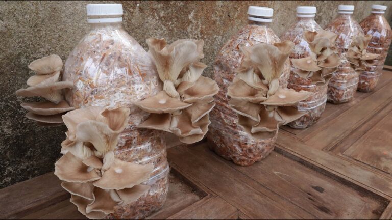 Cultivez 5 fois des champignons abalones chez vous et récoltez les bienfaits !