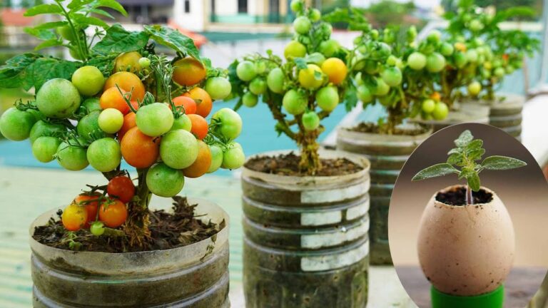 Cultivez 10 tomates facilement dans des bouteilles en plastique : le guide des nouveaux jardiniers !