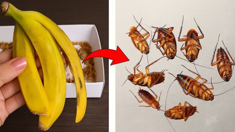 Éliminez 7 astuces anti-cafards sans pesticides pour un intérieur sain !