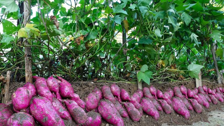 Découvrez 5 astuces pour cultiver vos patates douces en vertical et gagner de l&rsquo;espace !
