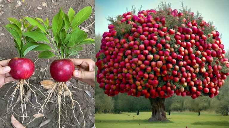 Cultivez 5 techniques uniques pour faire pousser des pommiers à partir de fruits !