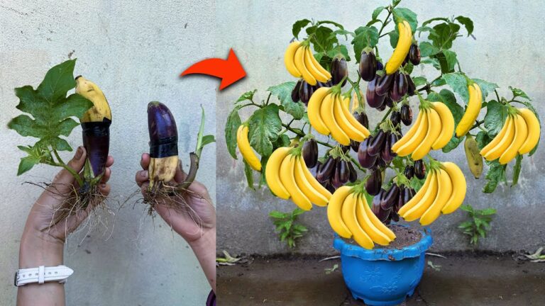 Gagnez 10 fruits en un temps record : greffez des aubergines avec des bananes !