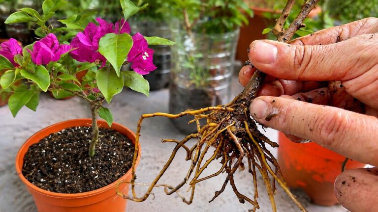 Enracinez facilement 5 branches de bougainvillier chez vous et profitez de votre jardin !