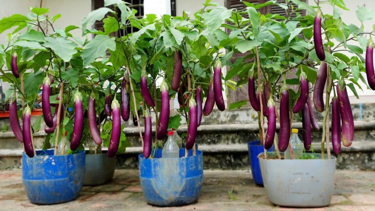 Boostez votre récolte : 5 astuces pour des aubergines plus productives que jamais !