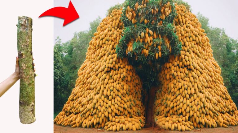 11 astuces pour greffer un arbre à mangue et récolter de gros fruits rapidement