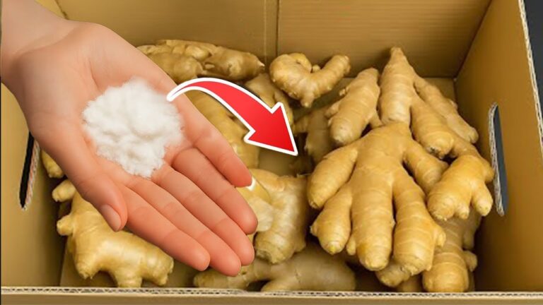 Conserver le gingembre frais 1 an : 4 astuces contre moisissures et pour éviter de gacher