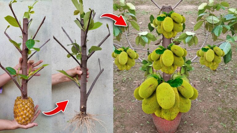 Faites pousser un arbre à jacquier avec 5 techniques uniques et 100% de succès !