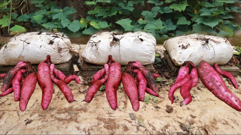 7 étapes pour cultiver des patates douces sur votre terrasse avec succès !