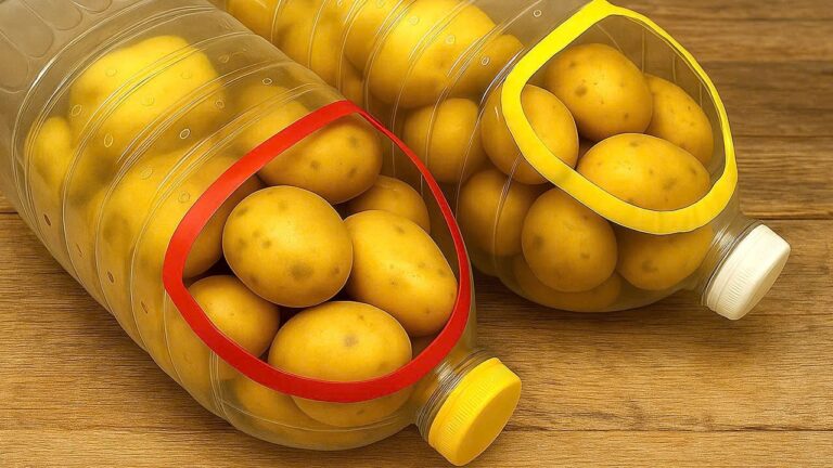 Conservez vos pommes de terre fraîches pendant 1 an avec ces 5 astuces efficaces !
