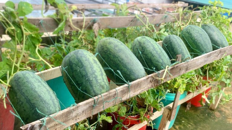 Cultivez 5 pastèques sucrées sur votre terrasse facilement et savourez l&rsquo;été !
