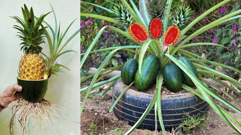 3 astuces pour greffer un ananas sur une pastèque et booster votre récolte !
