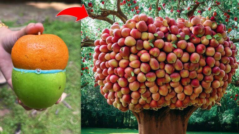 Découvrez comment greffer 1 pommier avec un oranger pour des fruits incroyables !