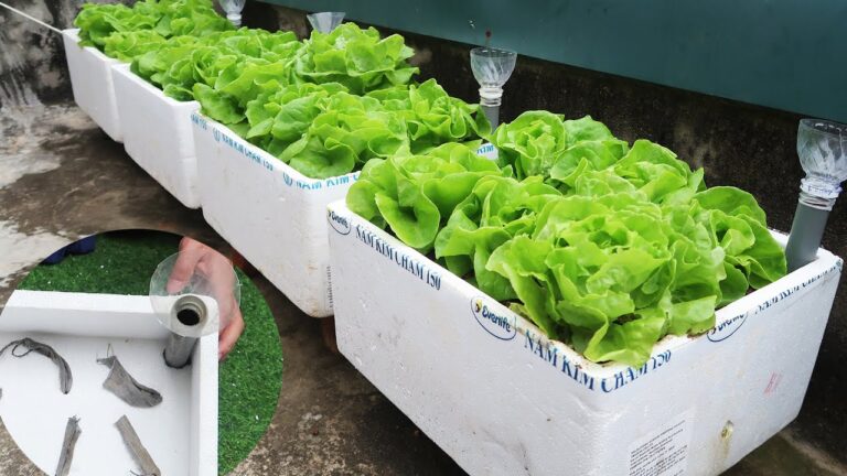 5 idées pour transformer des caisses en polystyrène en un jardin de légumes sur votre terrasse !