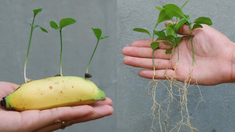 5 astuces pour cultiver des citrons dans des bananiers chez soi facilement
