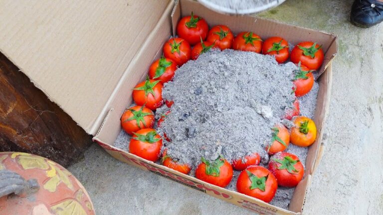 5 astuces pour conserver des tomates fraîches et cuisiner avec des pommes de terre !