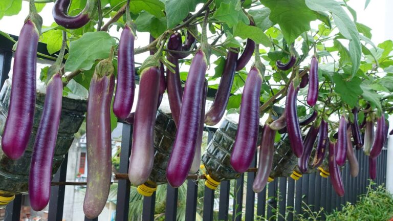 Cultivez 7 variétés d&rsquo;aubergines chez vous : astuces pour un potager réussi !