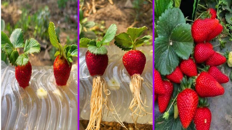 Cultivez 5 fraises dans l&rsquo;eau avec de l&rsquo;ail : la méthode la plus simple !