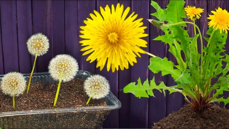 5 étapes faciles pour cultiver le diente de león chez vous !