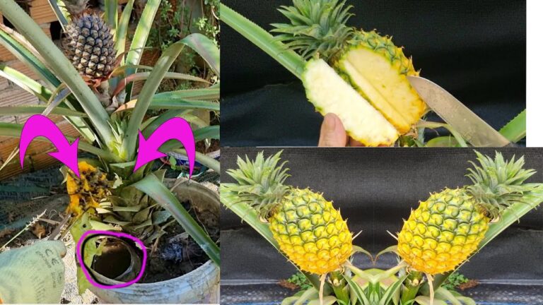 Cultivez 5 ananas chez vous pour des fruits sucrés et délicieux !